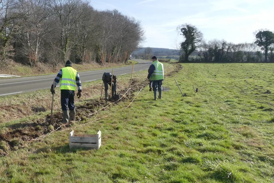 Plantation de haie par le Parc naturel régional Normandie-Maine